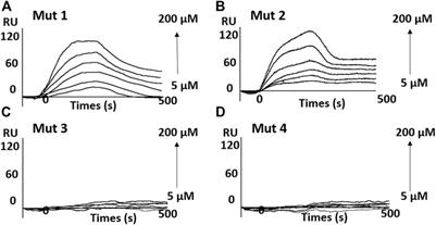 A Small Ligand That Selectively Binds to the G-quadruplex at the Human Vascular Endothelial Growth Factor Internal Ribosomal Entry Site and Represses the Translation